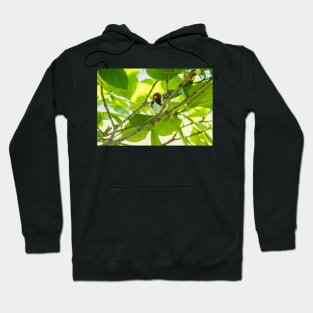 Red-crested cardinal Hoodie